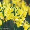 žlutý narcis hawera 7