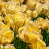 zluty tulipan akebono 2