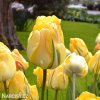 zluty tulipan akebono 3