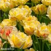 zluty tulipan akebono 4