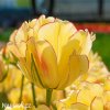 zluty tulipan akebono 5