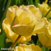 zluty tulipan akebono 6