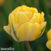zluty tulipan akebono 1