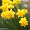 zluty narcis tete boucle 3