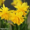 zluty narcis tete boucle 4