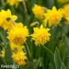 zluty narcis tete boucle 5