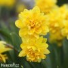 zluty narcis tete boucle 1