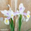 Iris carmen hollandica 1