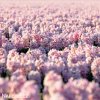 hyacint china pink 2