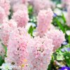 hyacint china pink 3