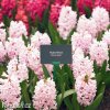 hyacint china pink 4