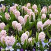 hyacint china pink 5