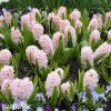 hyacint china pink 5