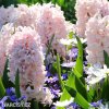 hyacint china pink 6