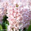 hyacint china pink 7
