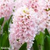 hyacint china pink 1