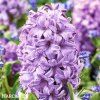 fialovy hyacint purple star 4