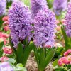 fialovy hyacint purple star 5