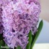 fialovy hyacint purple star 6