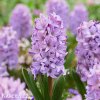 fialovy hyacint purple star 1
