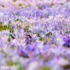 fialovy krokus lilac beauty 4