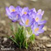 fialovy krokus lilac beauty 7