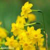 zluty narcis sabrosa 2