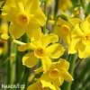 zluty narcis sabrosa 5
