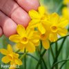 zluty narcis sabrosa 1