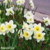 bílý narcis ice follies 3