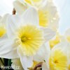 bílý narcis ice follies 6