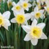 bílý narcis ice follies 7