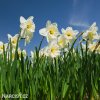 bílý narcis ice follies 8