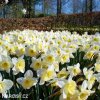 bílý narcis ice follies 10
