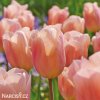 ruzovy tulipan apricot beauty 2