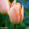 ruzovy tulipan apricot beauty 3