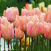 ruzovy tulipan apricot beauty 5