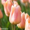 ruzovy tulipan apricot beauty 1