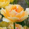 oranzovy tulipan charming lady 2