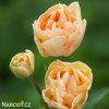 oranzovy tulipan charming lady 3