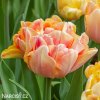 oranzovy tulipan charming lady 1
