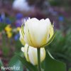 bily tulipan exotic emperor 5