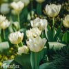 bily tulipan exotic emperor 6