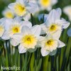 bílý narcis ice follies 1