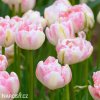 ruzovy tulipan finola 2