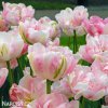 ruzovy tulipan finola 3