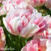 ruzovy tulipan finola 5