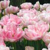 ruzovy tulipan finola 6