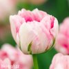 ruzovy tulipan finola 1