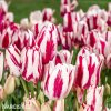 cervenobily tulipan flaming club 2